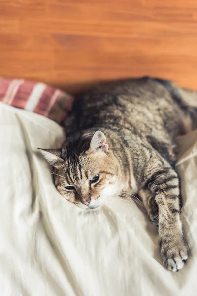Líný Zábavný Tabby Kočka Pobyt Posteli Doma — Stock fotografie