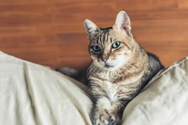 Lazy Funny Tabby Cat Stay Bed Home — Stock Photo, Image