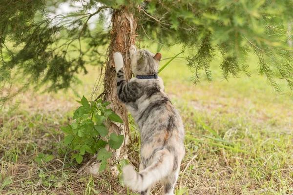 Gato Coçar Árvore Exterior — Fotografia de Stock
