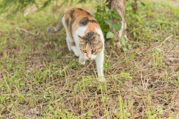 Kätzchen Auf Der Wiese Hauskatze Freien — Stockfoto