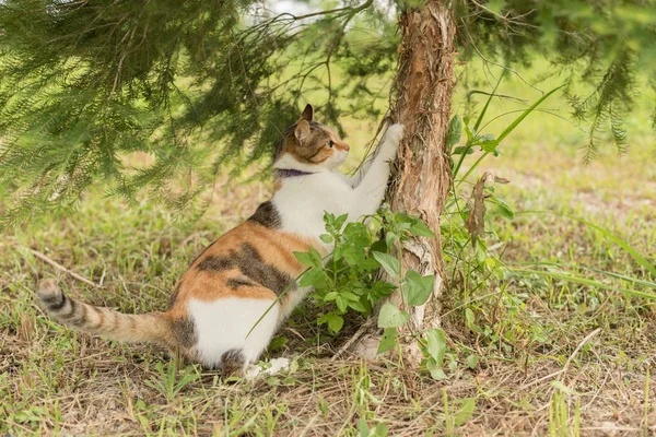 猫在户外抓树 — 图库照片