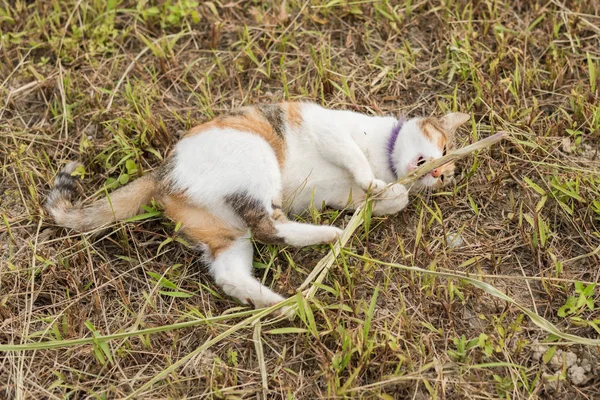 바닥에 스틱을 고양이 — 스톡 사진