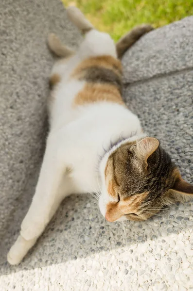 Piccolo Gatto Dormire Una Posa Divertente All Esterno — Foto Stock