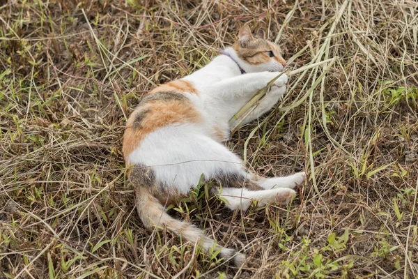 Cat Spela Pinne Gräset Marken — Stockfoto