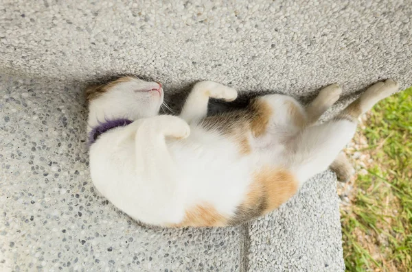 Маленькая Кошка Спит Забавной Позе Снаружи — стоковое фото