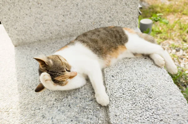 Kleine Katze Juckt Und Wäscht Sich Freien — Stockfoto