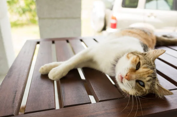 Pequeño Gato Durmiendo Acostado Madera Escritorio Exterior —  Fotos de Stock