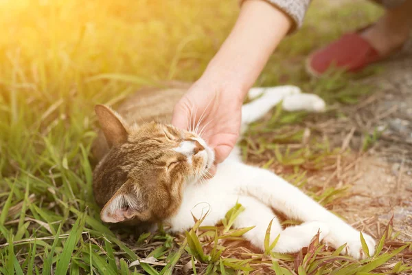 Frau Berührt Katze Freien — Stockfoto