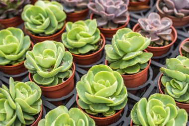 yeşil küçük kaktüs pot koleksiyonu, portre resim