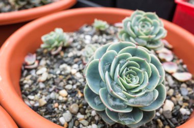 yeşil küçük kaktüs pot koleksiyonu, portre resim