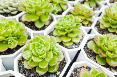 yeşil küçük kaktüs pot koleksiyonu, portre resim