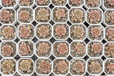 yeşil küçük kaktüs pot koleksiyonu, portre resim