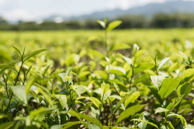 çay ağacı Luye, Taitung, Tayvan, çiftlik