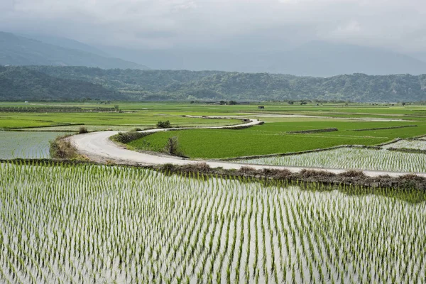 Rural Landscape Green Paddy Farm — Stock Photo, Image