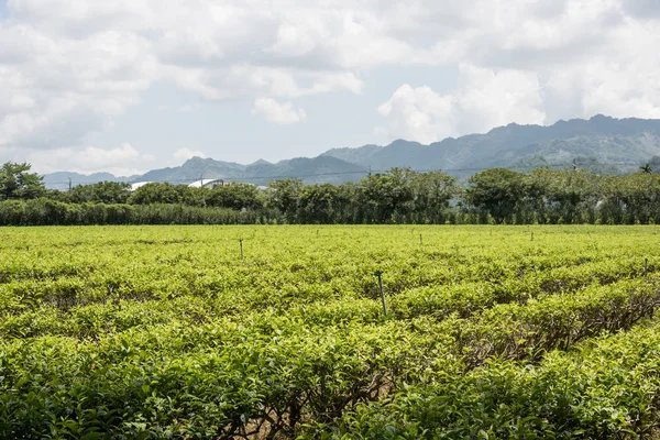 Ферма Чайного Дерева Luye Тайвані Taitung — стокове фото