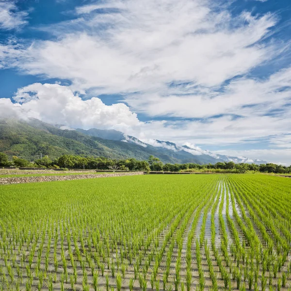 Сельские Пейзажи Зеленой Рисовой Фермы Тайтуне Тайвань — стоковое фото