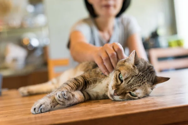 Asiatico Donna Matura Toccare Suo Gatto Casa — Foto Stock