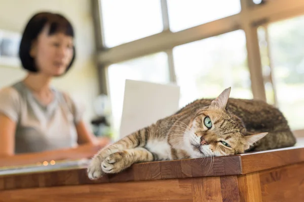 Donna Che Lavora Casa Con Suo Gatto Sdraiato Sul Tavolo — Foto Stock