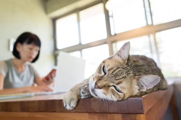 Donna Che Lavora Casa Con Suo Gatto Sdraiato Sul Tavolo — Foto Stock