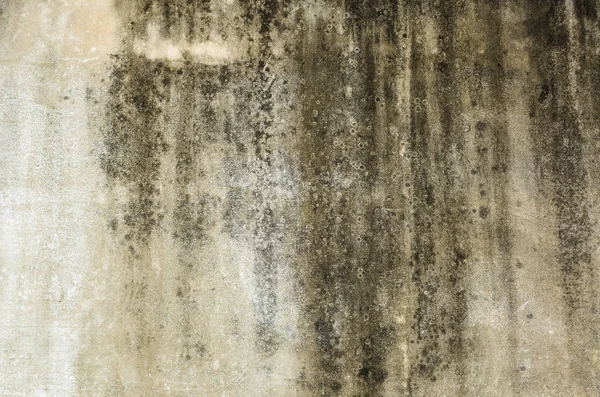 Möglig Vägg Bakgrund Grunge Konsistens Smutsig Cementvägg — Stockfoto