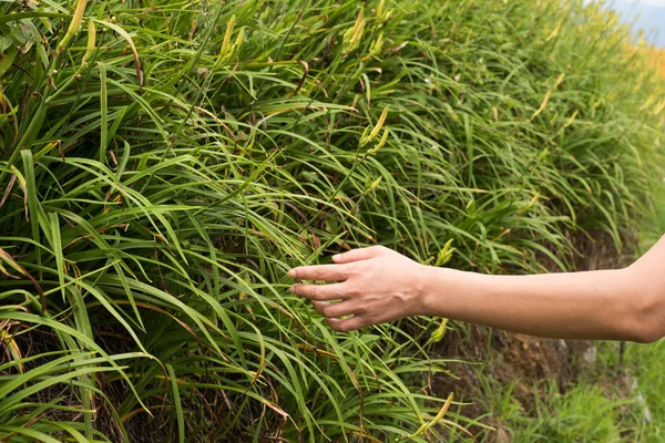 Kadın el portre resim touch çiftlik çiçek