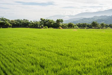 Yeşil çeltik tarlalarının gündüz manzarası