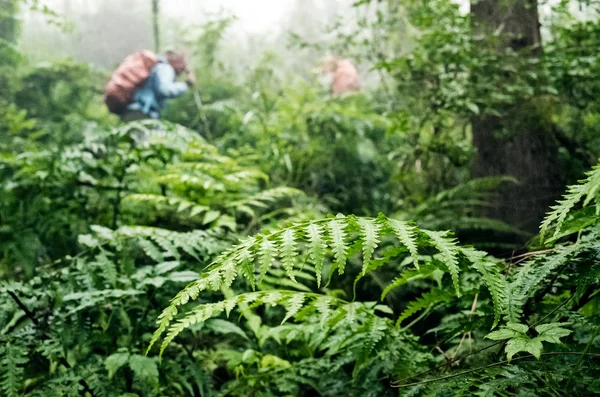 Yolun Yeşil Yaprakları Ile Ormanda Yürürken Dağcılar — Stok fotoğraf