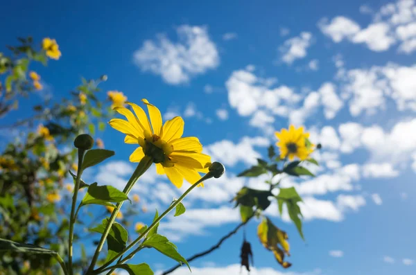 Żółty Kwiat Tytonii Meksykański Słonecznik Świeżym Powietrzu — Zdjęcie stockowe