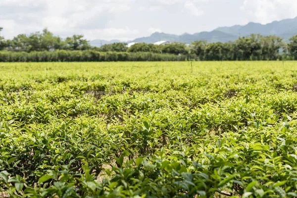 Boerderij Van Theeboomolie Luye Taitung Taiwan — Stockfoto