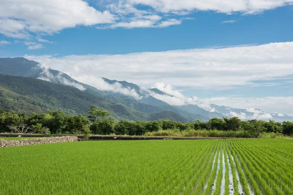 Krajina Zelené Rýžové Farmy Scenérie Dne — Stock fotografie