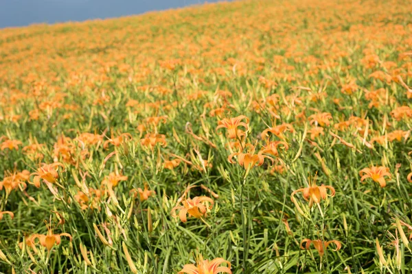 Krajobraz Tiger Lily Liliowca Kwiaty Farma Taiwan — Zdjęcie stockowe