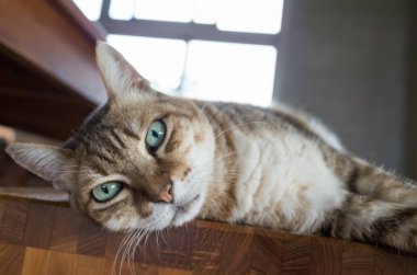 bir iskemle evde tembel tekir kedi uyku