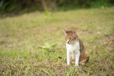 Çayırda kedi, dışarıda evcil kedi.