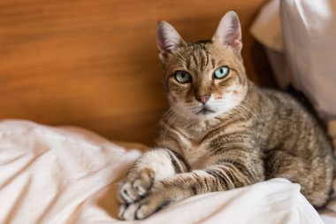 Tembel ve komik tekir kedi evde bir yatakta kal.