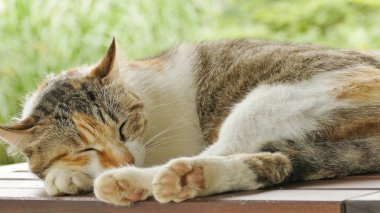 Uyuyan kedi dışarıdaki ahşap masada yatıyor.