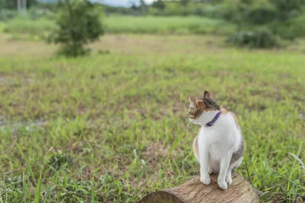 Kedi Wood Açık Bir Kitty Oturmak — Stok fotoğraf
