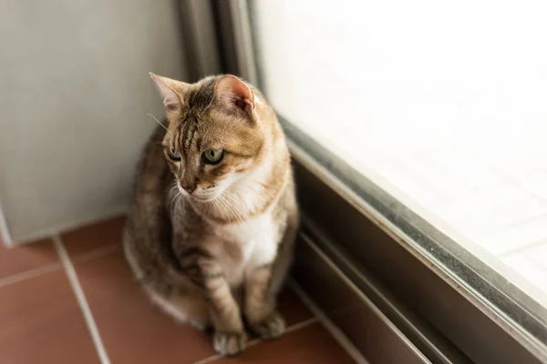 집안의 고양이 집안의 식탁보 고양이 — 스톡 사진