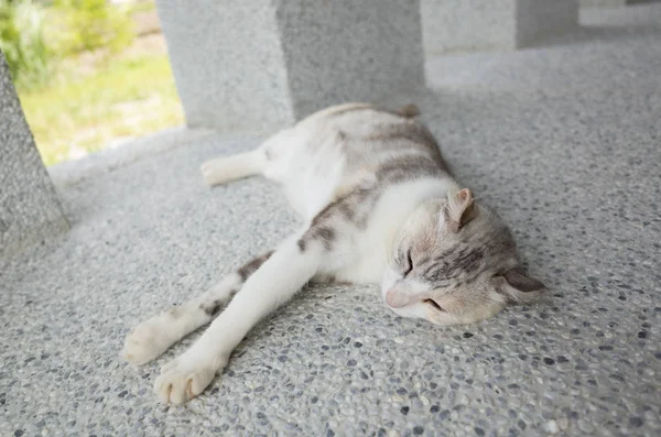 Young Gray Cat Sleep Ground — Stock Photo, Image