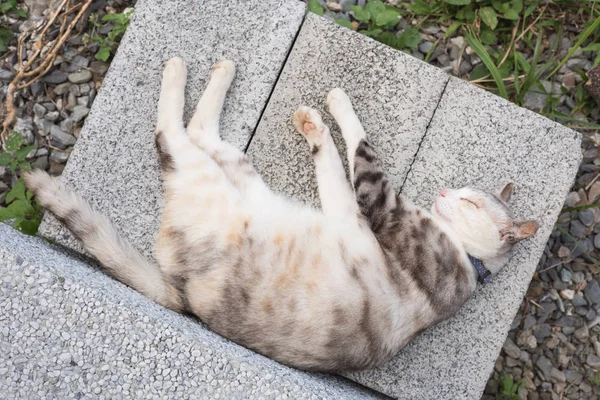 若い灰色の猫が地面で眠り — ストック写真