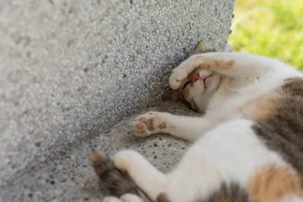 Kleine Katze Schläft Lustiger Pose Freien — Stockfoto