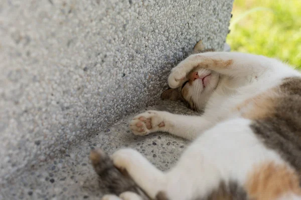 Pequeno Gato Dormir Uma Pose Engraçada Exterior — Fotografia de Stock