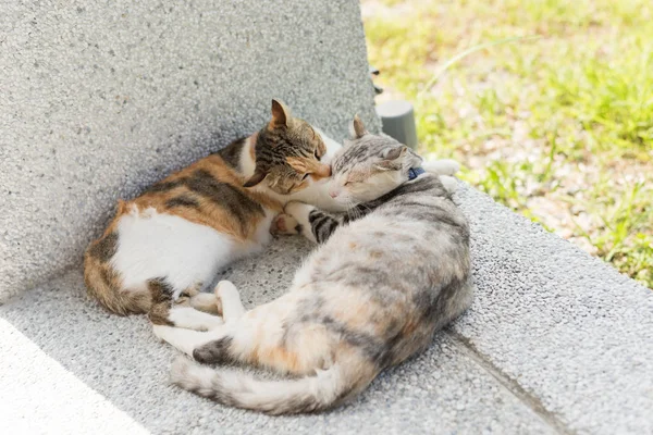 Genç kedi dışarıdaki kulakları temizlemek için annesini yalıyor.