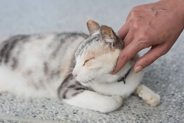 Tocar Gato Dormido Acostado Suelo Exterior — Foto de Stock