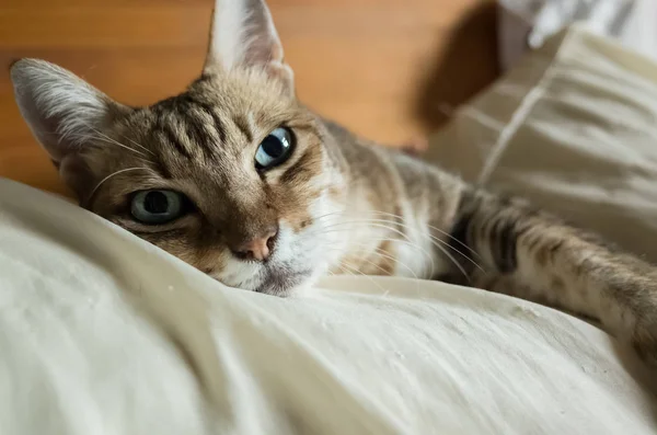 Lat Och Rolig Tabby Katt Stanna Säng Hemma — Stockfoto