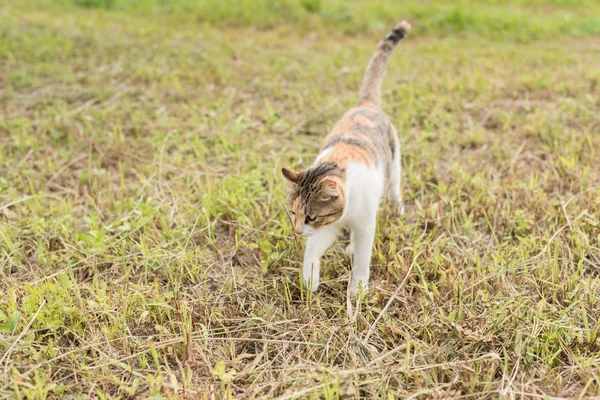 Kätzchen Auf Der Wiese Hauskatze Freien — Stockfoto