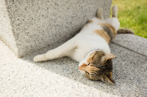Kleine Kat Slapen Een Grappige Pose Buitenkant — Stockfoto