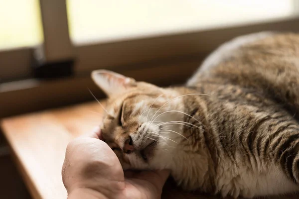 touch the fat tabby domestic cat sleeping on table at home