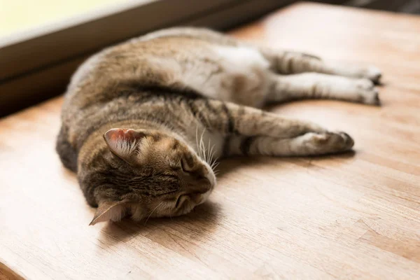 Vet Tabby Huiskat Slapen Tafel Thuis — Stockfoto