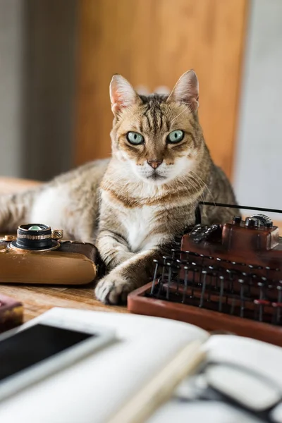 cat stay on table when people working at home