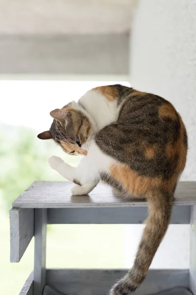 Μικρή Γάτα Φαγούρα Και Πλυσίματος Στην Υπαίθρια — Φωτογραφία Αρχείου